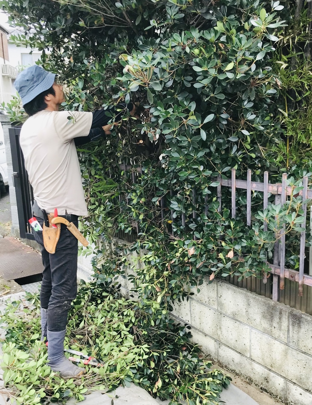 モッコクの剪定 - 湯川造園